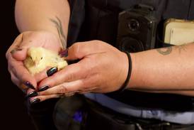 Animals rescued in Joliet after police uncover ‘broader criminal operation’