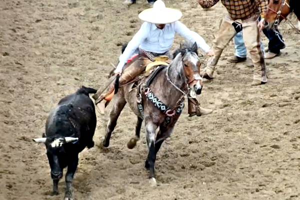 Northern Illinois counties struggle to regulate Mexican-style rodeos, steer-tailing events in their area