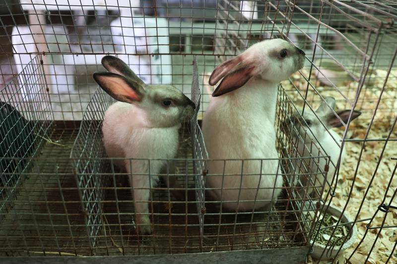 Several hares are prepared for the livestock auction at the Grundy County 4-H Fair on Sunday, July 30 in Morris.