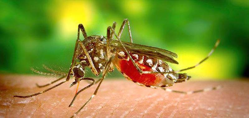 West Nile virus is transmitted through the bite of Culex mosquitoes, which pick up the virus by feeding on infected birds.