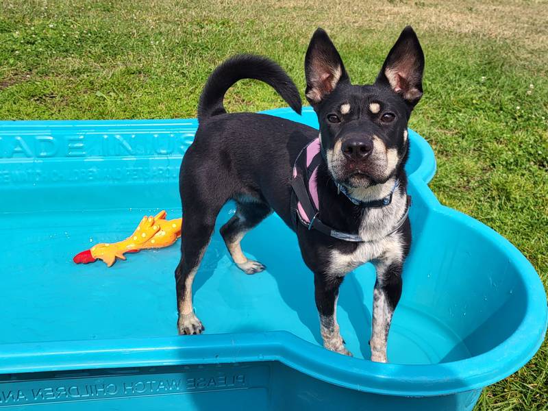 Anastasia is Save-A-Pet's pet of the week for Sept. 26, 2024.