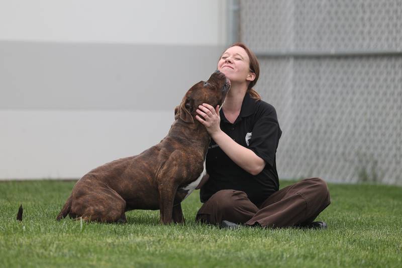Animal Control Officer Michelle Sergott get some affection from Bentley, a pitfall mix, in the outdoor area for the animals at the Will County Animal Control Department on Friday, May 19, 2023 in Joliet.