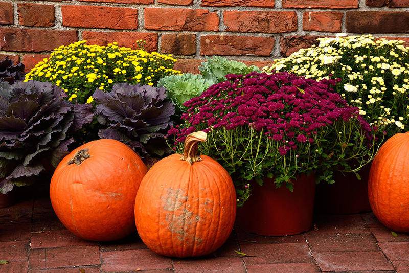 Fall mums, cabbages or kales, and pumpkins make an attractive seasonal combination for porch displays and planters. When purchasing and displaying, U of I Extension offers some simple tips to help the arrangement last well into autumn.