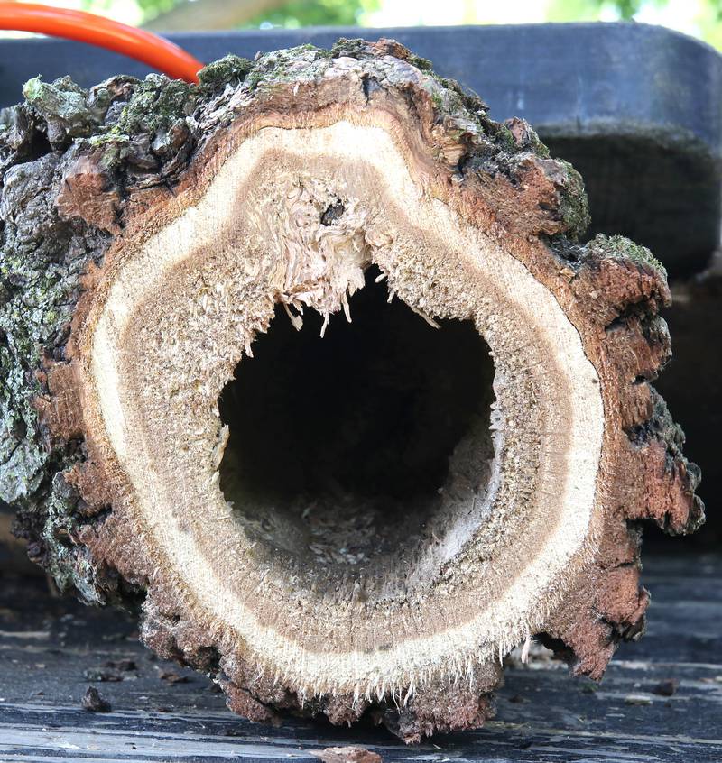 A branch from the historic oak tree at 240 Rolfe Road in DeKalb shows some of the heavy rot Thursday, July 21, 2022 that made it a hazard. The tree, one of the oldest in the city, was beginning to die and lost a branch in a storm last week so at the advice of an arborist the city opted to remove it rather than risk more branches coming down and causing damage or injury.