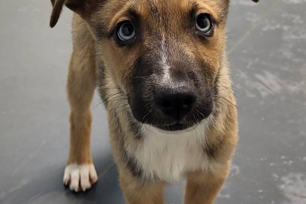 Playful puppy eager to find forever family, home