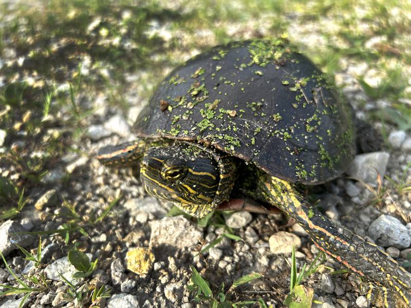 A turtle lays in the sun alongside the Mississippi River backwaters near Fulton on Saturday, June 22, 2024.