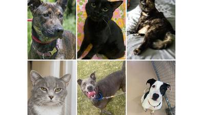 Pets of the Week: Aug. 8, 2022
