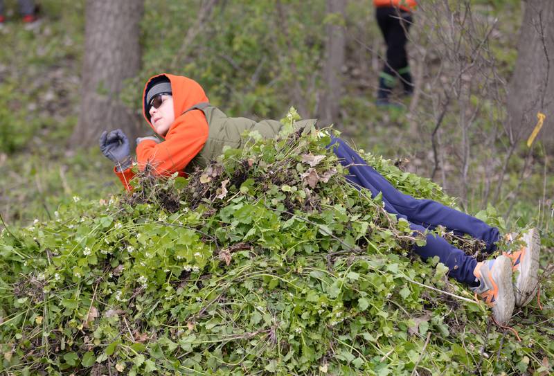 Bodhi Raitano of Glen Ellyn lays on top of invasive garlic mustard being disposed of at Ackerman Woods as part of a team effort with Cub Scout troop 158 and the Glen Ellyn Park District for Earth Day Saturday, April 20, 2024.