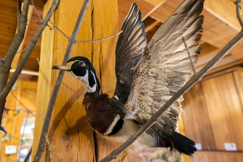 The animals featured in displays were picked up at a taxidermy auction. One animal has been elusive to the display, the beaver.