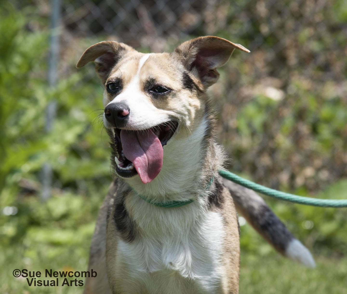 Indie is an Australian shepherd mix. She is a bit skittish at first but warms up with slow introductions. She loves to play with toys and never misses a treat. Indie is a herding dog and potential adopters should educate themselves on the breed. Indy needs to be the only dog in the home. Contact the Will County Humane Society at willcountyhumane.com and follow the instructions for the adoption process.