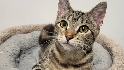Sweet kitten ready to charm forever family