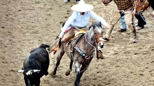 Northern Illinois counties struggle to regulate Mexican-style rodeos, steer-tailing events in their area