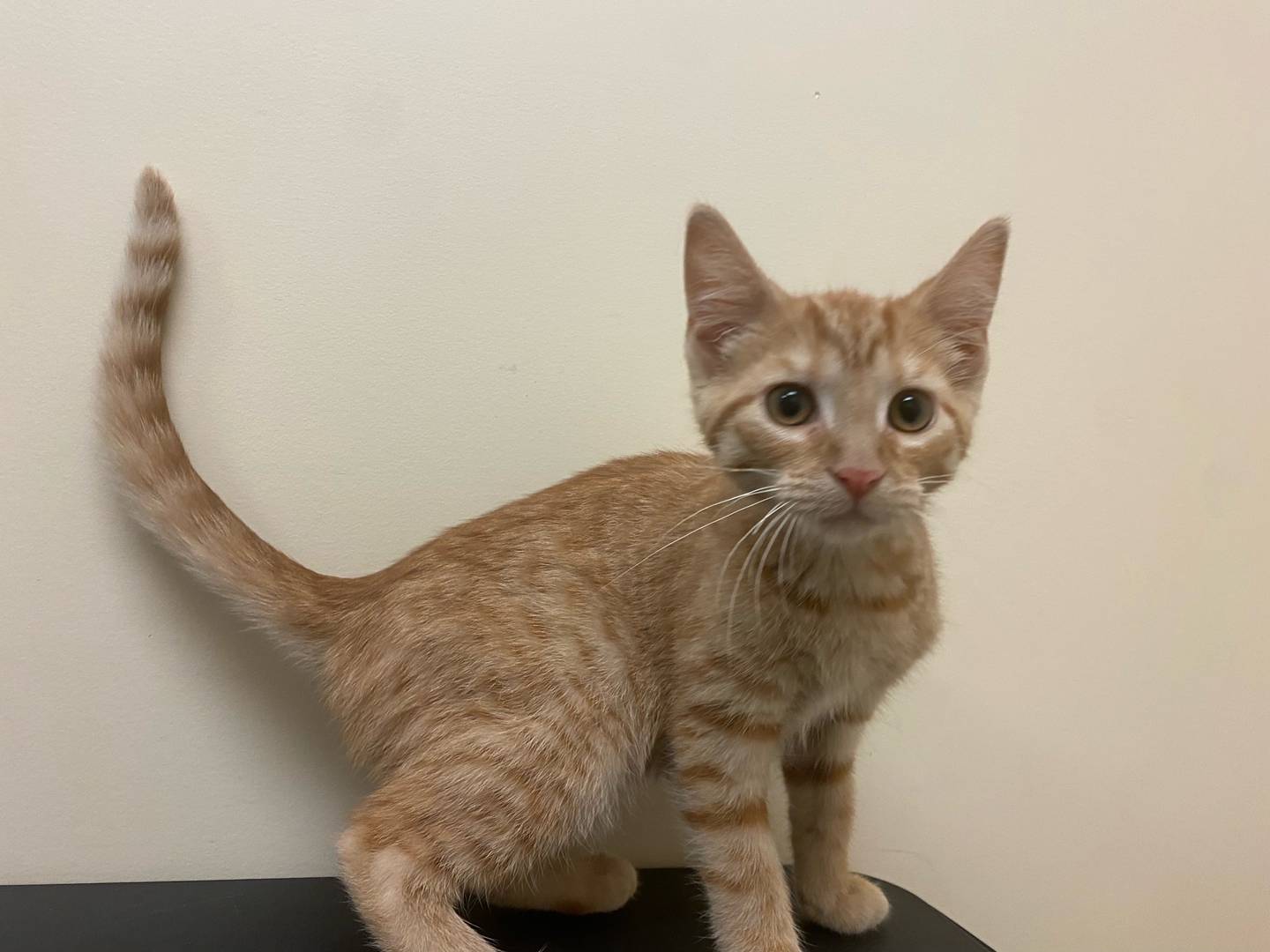 Einstein is a a 3-month-old domestic shorthair. He is very happy and playful. Einstein loves his toys and does well with other cats. He is looking for his forever home. For more information on Einstein, visit justanimals.org or call 815-448-2510.