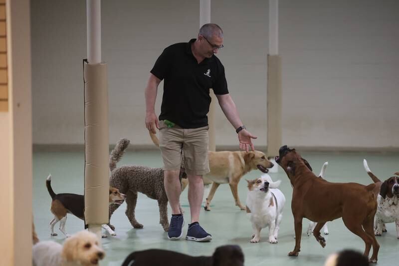 Jim Keenan spends time with the dogs at Wags to Riches on Tuesday, June 18, 2024 in Lockport.