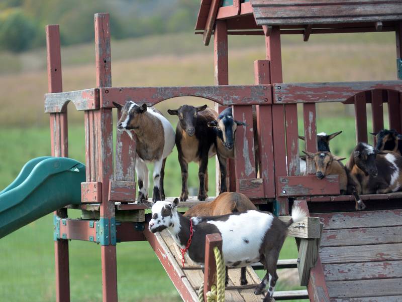 Nigerian dwarf dairy goats hang out on their playground at Ponto Ranch, one of the stops on the Ogle County Farm Stroll on Sunday, Oct. 12, 2025. Ponto Ranch is located on Blind Road, northeast of Chana.