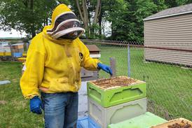 Illinois beekeepers battle losses, costs to keep hives buzzing