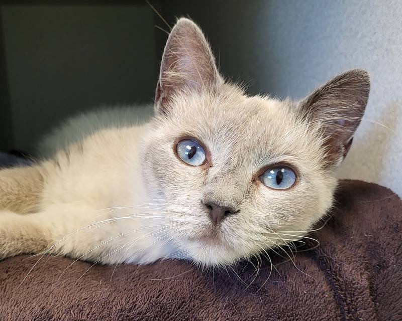 Ameerah is Save-A-Pet's pet of the week for Oct. 27, 2022.
