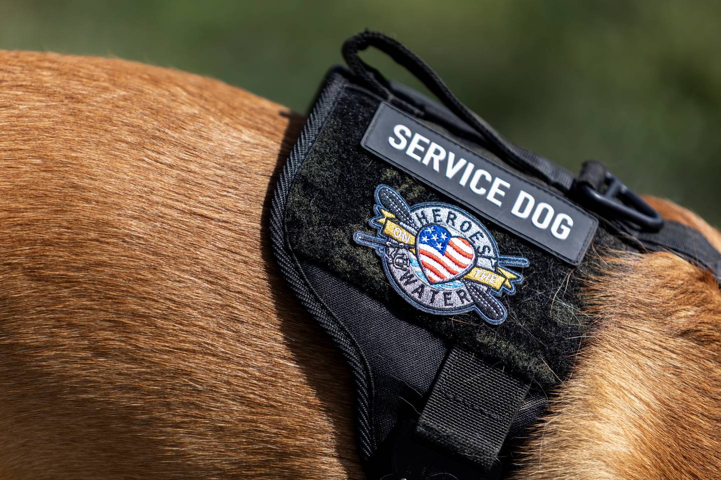 Marine veteran Jeremy Eaton’s dog Riot, wears a harness depicting the Heroes on the Water insignia , at the Hammel Woods Dog Park in Shorewood on Oct. 2, 2025.