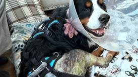 Charlie, the Crystal Lake missing dog found by drone, is back at home recovering