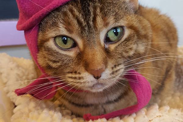 Talkative older cat enjoys attention,  playing with toys