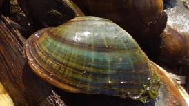 Mussel population to be grown in Nippersink Creek, improve tributary’s health