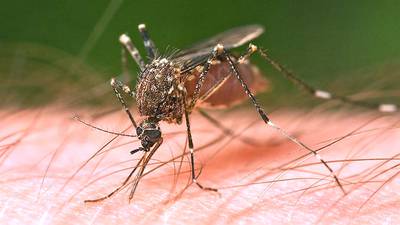 Mosquitoes test positive for West Nile virus in DeKalb