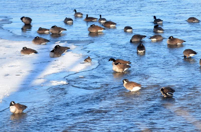 Canada geese sit on the Rock River on Sunday, Jan. 14, 2024 as temperatures plunged to -13 through the night and remained below zero throughout the day. The frigid weather followed a winter storm on Friday that deposited 10-13 inches across the region.