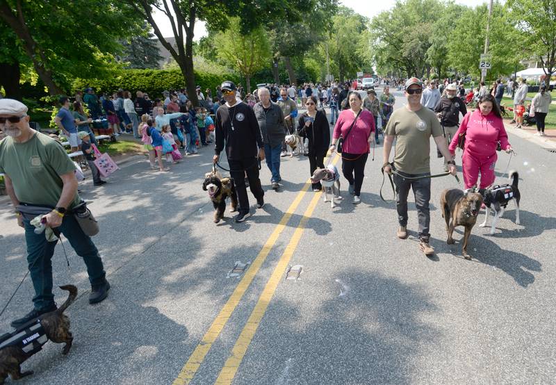 K9's for Veterans participate in the annual LaGrange Pet Parade Saturday May 31, 2025.