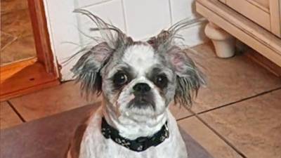 Pet of the Week: April 9, 2025