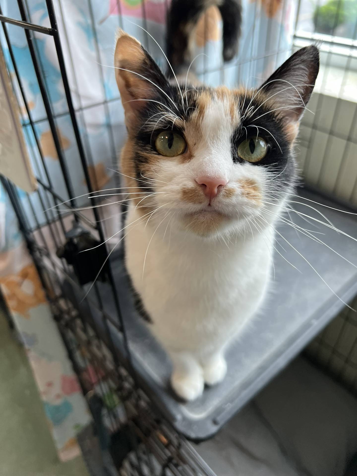 Saylor is a 4-year-old calico that came from an animal control in Kentucky. She is very gentle and loving. She waits patiently for pets and is always so appreciative of pets. She has soft fur and big, expressive eyes. She deserves a second chance at a life full of love. To meet Saylor, email Catadoptions@nawsus.org. Visit nawsus.org.