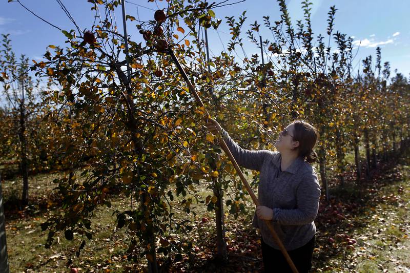 Wendy Johnson picks apples Thursday, Nov. 7, 2024, for the Northfield Food Pantry at Stade's Farm north of Johnsburg. Every year at the end of the season, Stade's Farm owner Vernon Stade invites nonprofits, food pantries and other organizations to come pick what's left in their fields for free.