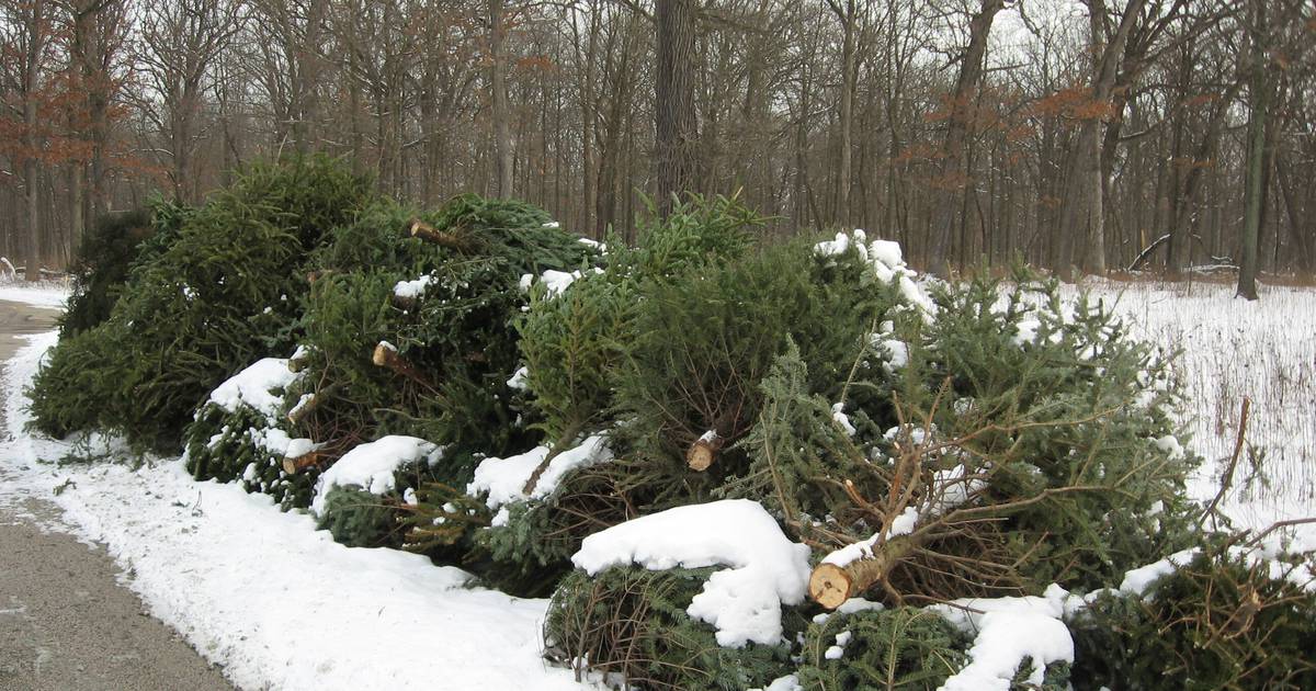 Treecycle Program keeps unsold Christmas trees out of landfill Shaw Local