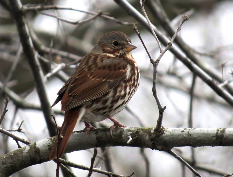 Fox sparrows in our area display a wash of "foxy’" reddish brown, and are noted for their larger size and vigorous feeding methods.
