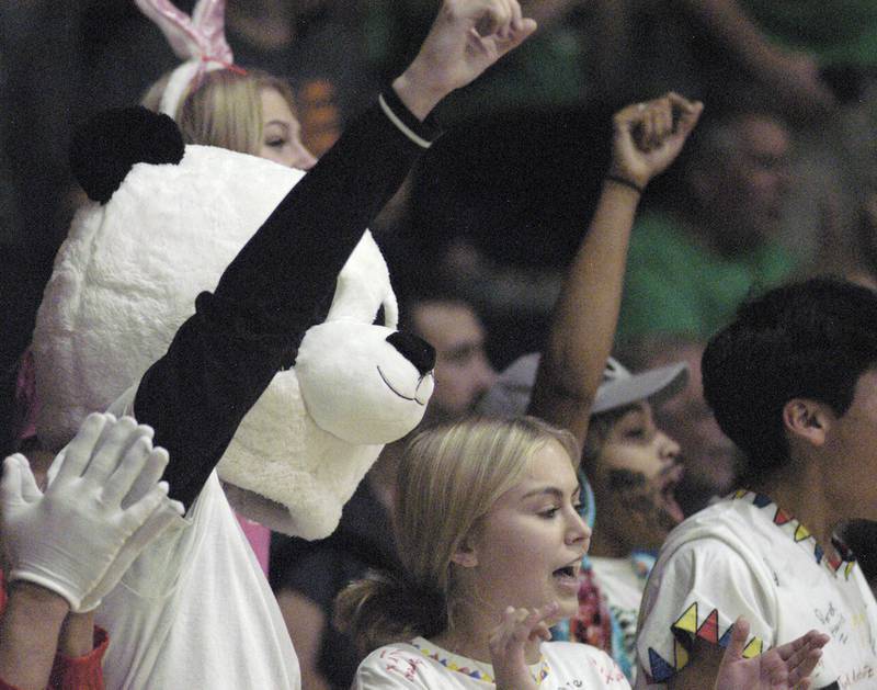 Rock Falls fan Owen Mandrell cheers his team on. Rock Falls took on Sherrard in the Class 2A regional volleyball semifinal Tuesday, Oct. 29, 2024 at Newman High School.