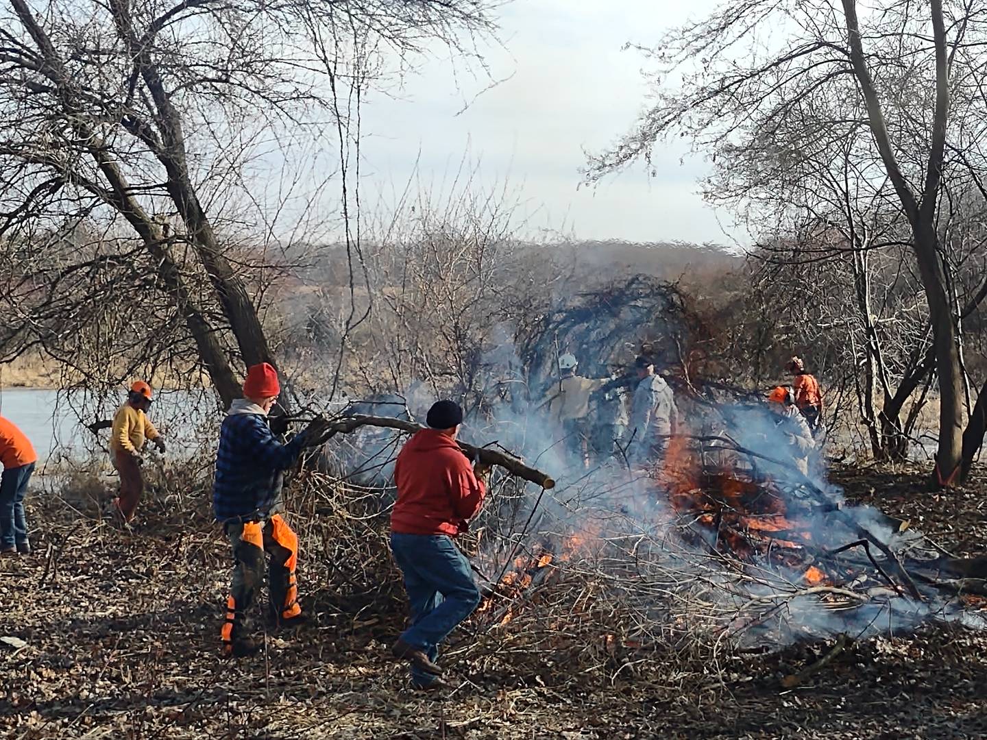 Staff and volunteers with the Land Conservancy of McHenry County "rescue" two oaks in Harvard Saturday morning, Dec. 31, 2022, as part of their annual New Year's Eve Oak Rescue in an attempt to preserve the native tree species around the county.