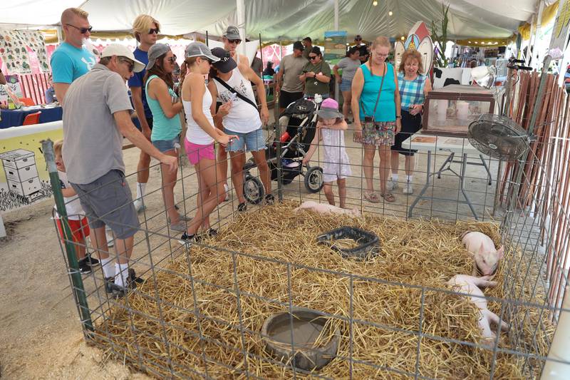 People check out the piglets at Will County Fair’s Baby Farm Animals tent on Sunday, August 25, 2024 in Peotone.