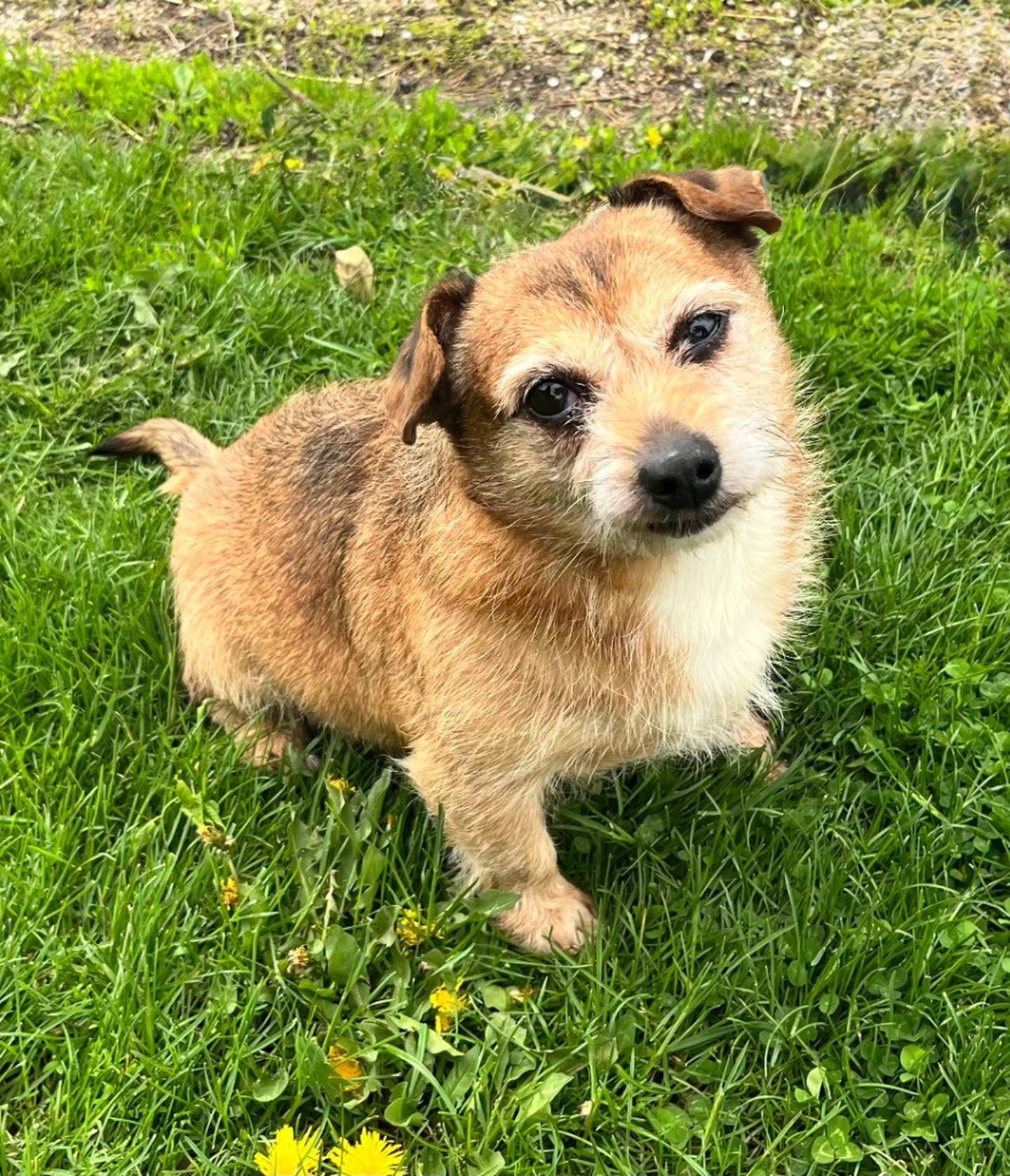 Spuds is a dapper little 8-year-old, scruffy Terrier mix. He weighs almost 20 pounds, so he is working on losing some weight. He is a sweet, social, and loves being with people and getting belly rubs. Contact the Will County Humane Society at willcountyhumane.com and follow the instructions for the adoption process.