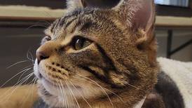 Younger cat aims to stand out in a crowd