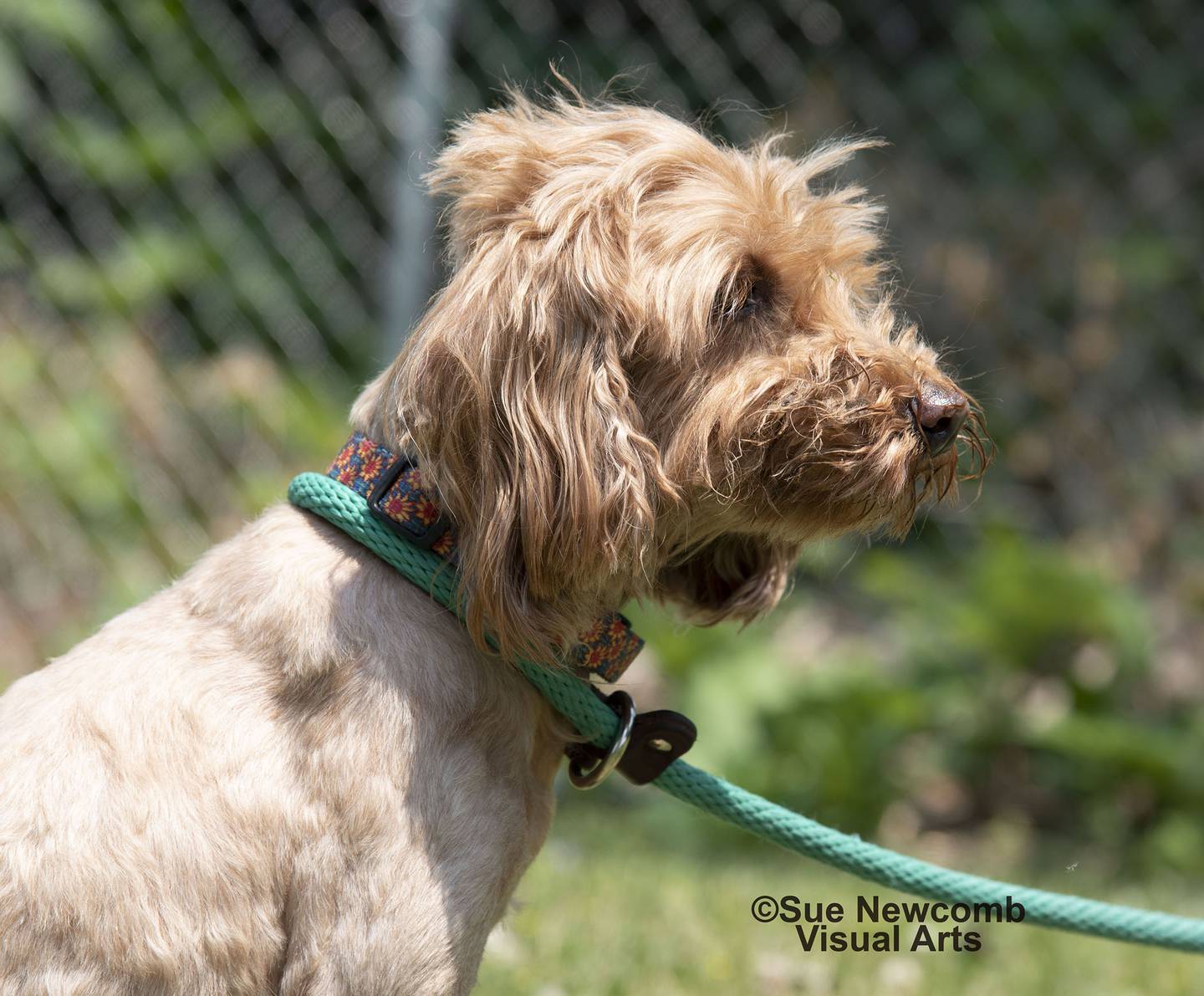 Hermione is a sweet, senior poodle mix who was unclaimed as a stray. She is approximately 10 years old but still spunky and full of energy. Contact the Will County Humane Society at willcountyhumane.com and follow the instructions for the adoption process.