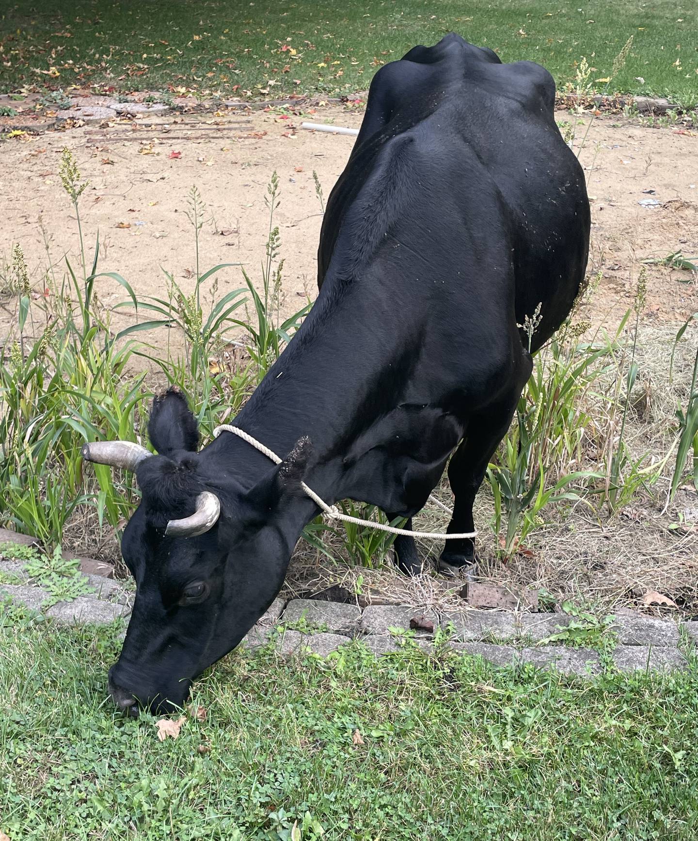 One of two escaped cows Kane County deputies rounded up in rural Elgin Township. Neighbors and deputies were concerned that the cows looked skinny, but before Animal Control could investigate, the owner gave them away to someone he said had more time to care for them.