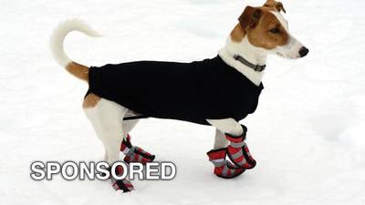 Tips For Keeping Your Dog Safe During Illinois’ Harsh Winter