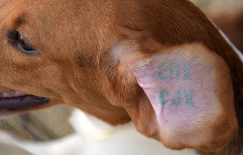 The 91 beagles rescued by Anderson Humane from a breeding facility in Virginia all had tattooÕd serial numbers inside their ears when they arrived.