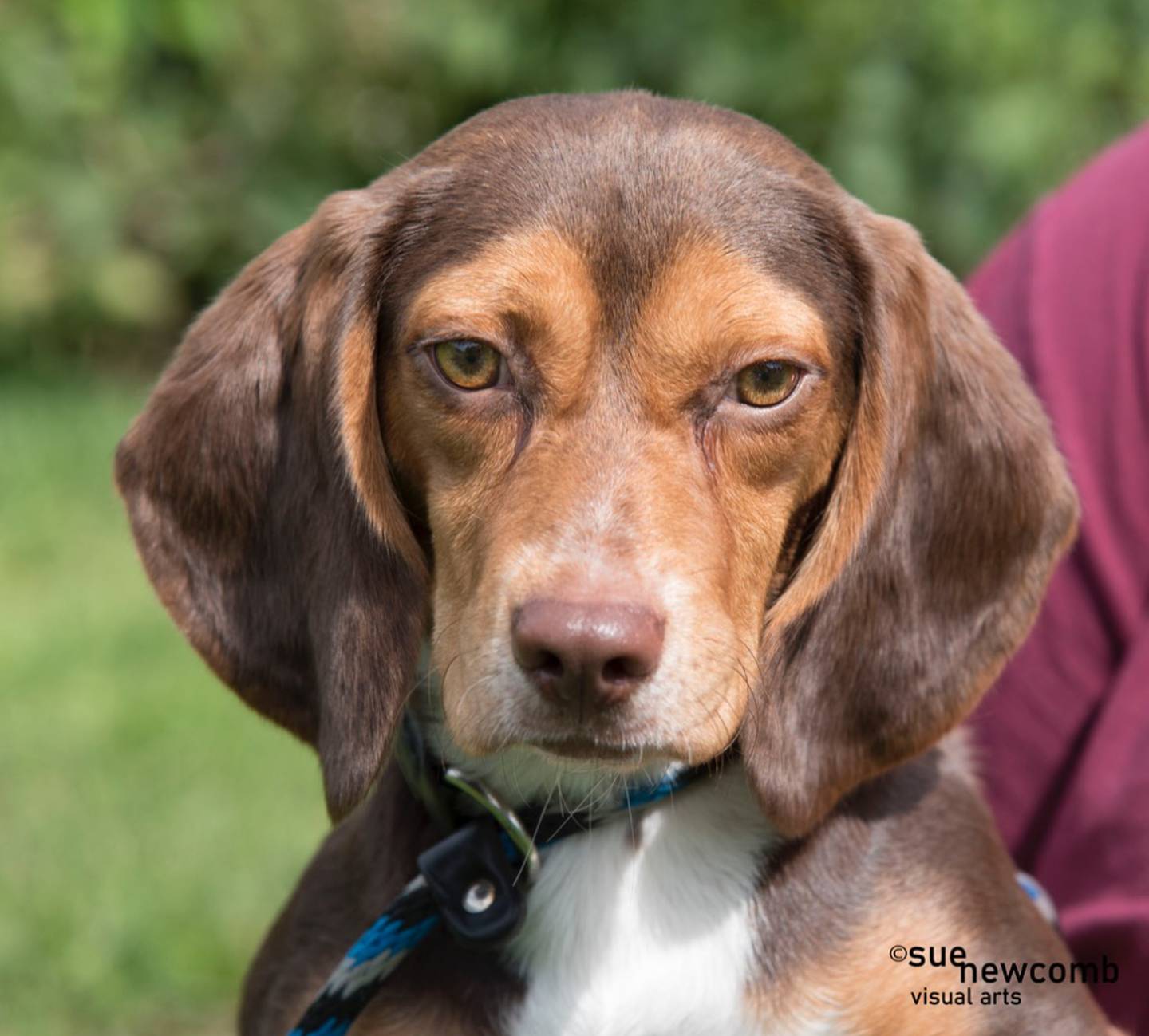 Nelson is a sweet 1-year-old beagle mix. He loves howling at the other dogs and running around playing. Nelson needs a patient owner and plenty of space to run, play and sniff. Contact the Will County Humane Society at willcountyhumane.com and follow the instructions for the adoption process.