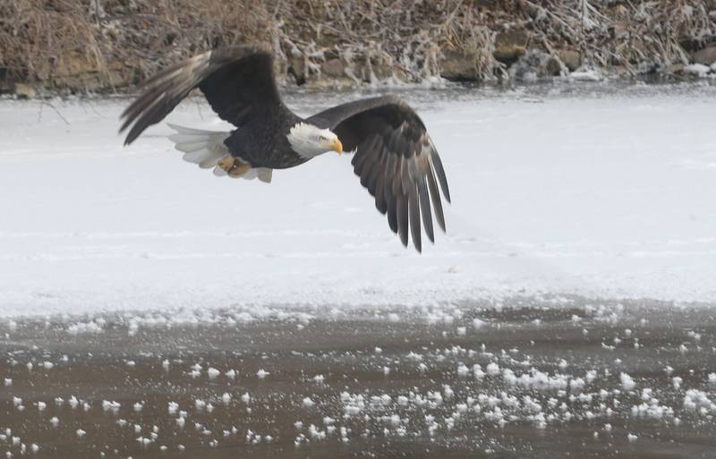 A bald eagle flies through the air over Lock 19 on the Hennepin Canal on Wednesday, Jan. 15, 2025 near Wyanet. About a 300 foot stretch of the canal remains unfrozen in that area allowing the eagles to have a healthy habitat.
