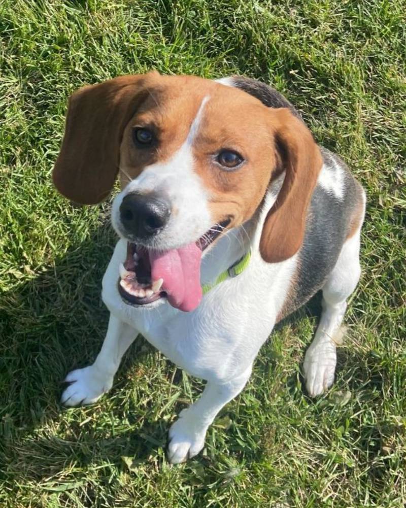 Lady is Save-A-Pet's pet of the week for Nov. 16, 2023.
