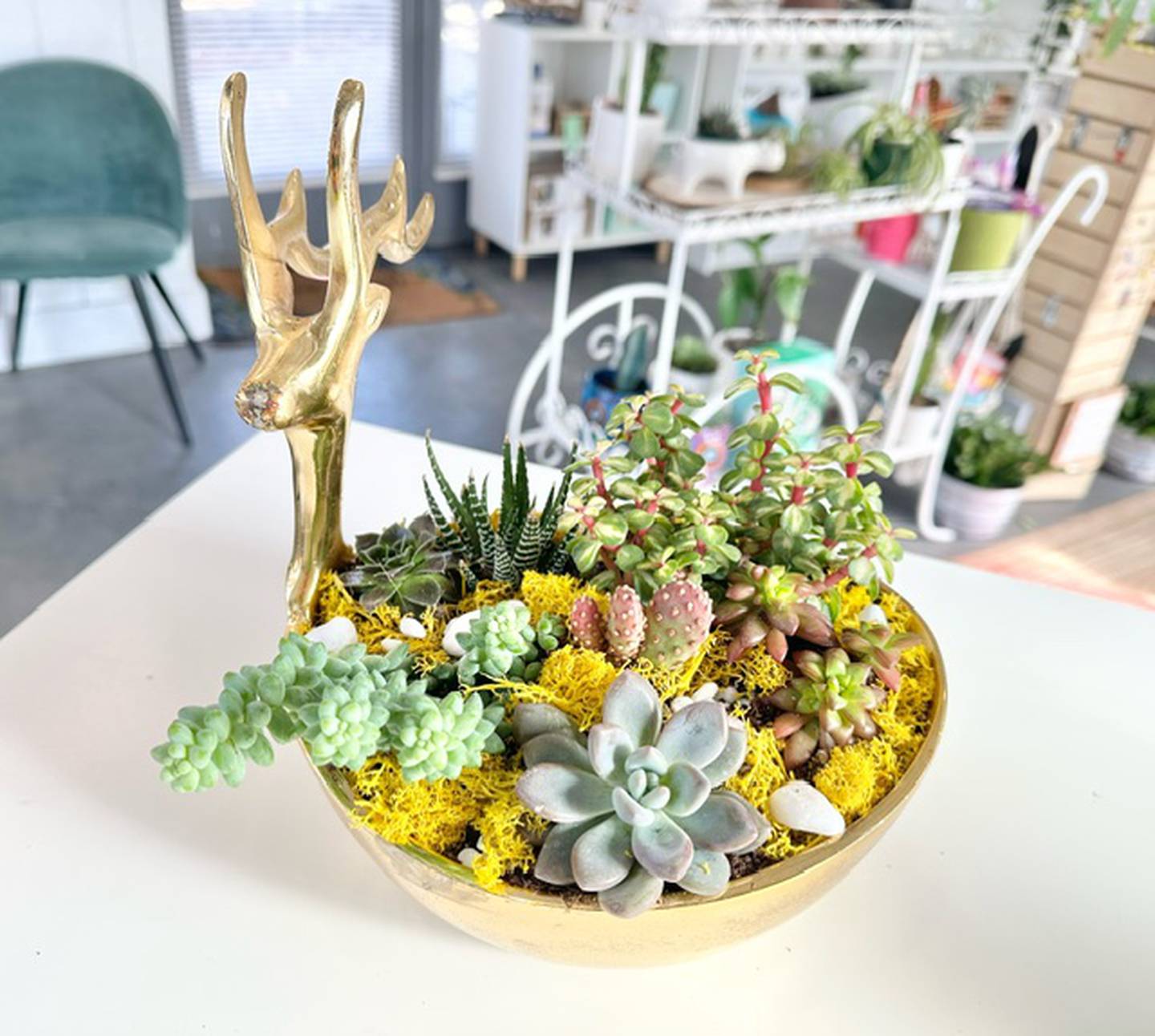 Blooming Succulents Studio is located at 52 N. Adams St., Oswego.