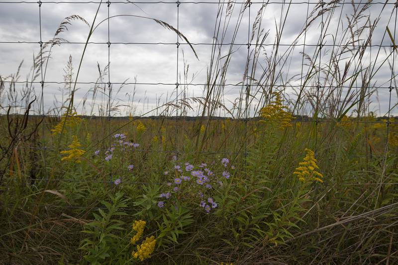 Prairie flowers grow along a fence at Nachusa’s Autumn on the Prairie Saturday, Sept. 20, 2025.