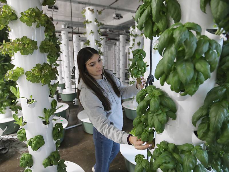 Get your greens and herbs year-round at new Fox Lake indoor farm