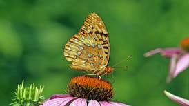 Isle a la Cache Museum in Romeoville hosts buzz-worthy ‘Pollination Investigation’ exhibit