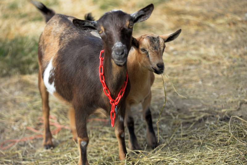 A female Nigerian dwarf dairy goat stands with her kid at Ponto Ranch during the Ogle County Farm Stroll on Sunday, Oct. 12, 2025. Ponto Ranch is located on Blind Road, northeast of Chana and owned and operated by Tim and Dede Ponto.